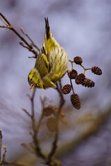 Czyż ,ptak czyż ,jedzący ptak ,ptak na gałęzi ,kolorowy ptak © LBanacki