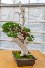 Miniature plant grown in a tray according to Japanese Bonsai traditions