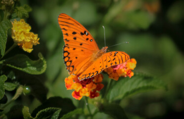 butterfly on flower