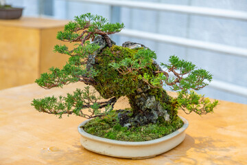 Miniature plant grown in a tray according to Japanese Bonsai traditions