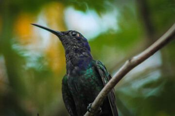 kingfisher on a branch