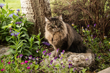 Tabby cat sitting among spring wildflowers