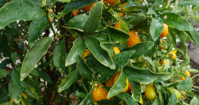 helthy kumquats on the tree in nature orange fruit of health