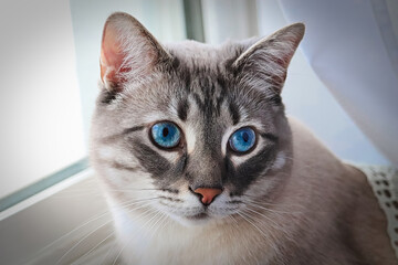 A cute blue eyed tabby cat against a white window