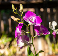 Orchidée mauve au Laos
