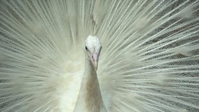 Close up white peafowl head. Sacred animal.