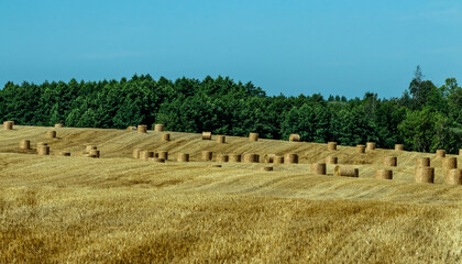 Fototapeta premium Bales of straw after the harvest