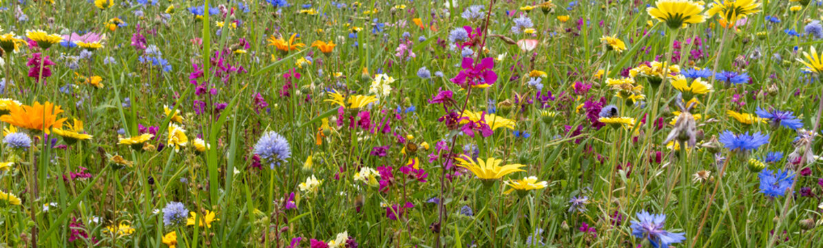panorama of a collection of wildflowers in a meadow in summer sunshine. High quality photo
