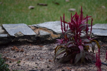 Dragons Breath in planter.