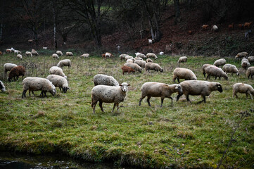 Fototapeta premium A flock of sheep grazing in a meadow nearby a river in winter. 