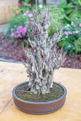 Miniature plant grown in a tray according to Japanese Bonsai traditions