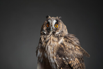 Beautiful eagle owl on grey background. Predatory bird