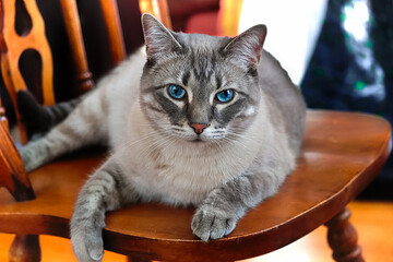 A bored cat sitting on a brown wooden chair