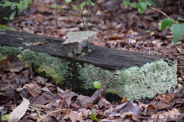 Moss growing on a railroad tie in the woods.