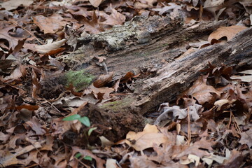 Nature moss on wood in leaves.