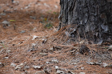 Nature pine needles and pine cone at tree trunk