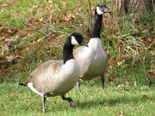 goose on the grass