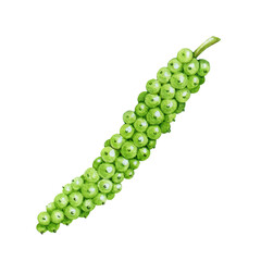 Black pepper spice berries watercolor illustration. Hand drawn realistic botanical piper nigrum herb image. Cooking spicy ingredient. Black pepper organic green seeds on white background. 