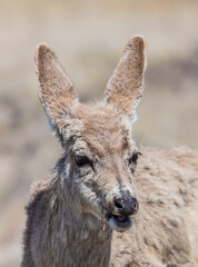 mule deer fawn in desert