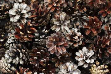 lot of natural brown pine cones