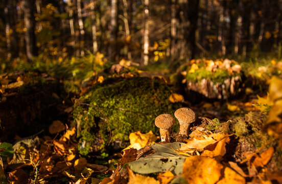 Close up Puffball mushrooms (Lycoperdon perlatum) growing out of the leaf litter on the forest floor in autumn