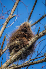 cute porcupine in tree 