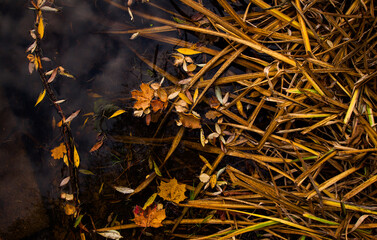 Autumn reed, colorful fallen leaves and cloudy sky in water reflections