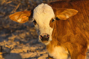 Red-haired calf with white head at dusk