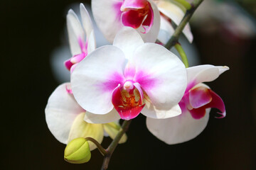 Fototapeta na wymiar white orchid flower in garden