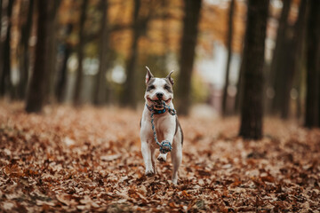 Happy dog running with toy pitbull amstaff staffordshire 