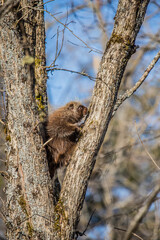 cute porcupine in tree 