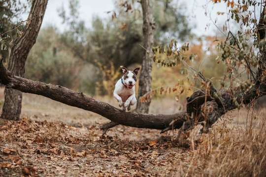 Autumn dog amstaff pitbull jumping happy dog