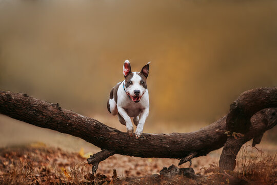 dog jumping autumn