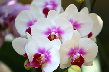 white orchid flower in garden