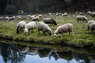 Fototapeta premium A flock of sheep grazing in a meadow nearby a river in winter. The sheep reflect in the dark clear water of the river.
