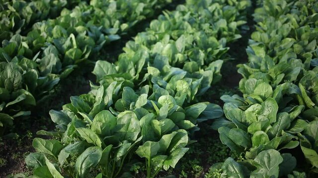 Image of harvest of spinach in field in garden outdoor, no people. High quality FullHD footage