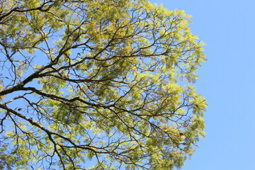 Fototapeta premium sky blue and green tree