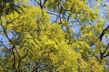 sky blue and green tree