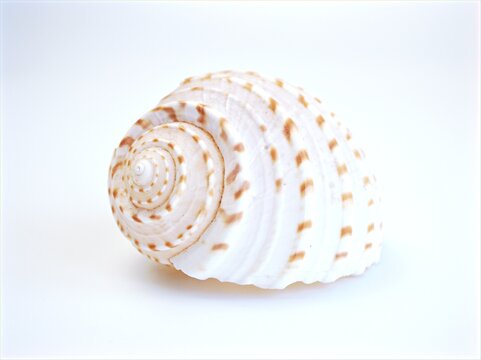 Seashell tonna dolium isolated in white background ,sea snail ,tun snail
