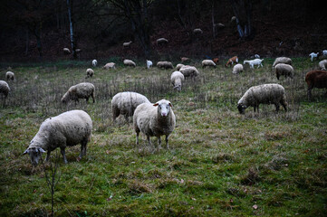 Obraz na płótnie Canvas A flock of sheep grazing in a meadow in winter.