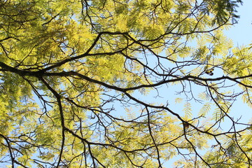 sky blue and green tree