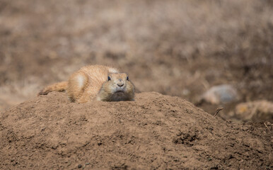 prairie dog in badlands grassland
