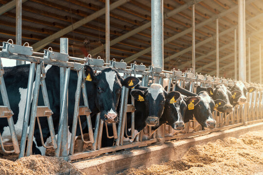 Cows on dairy farm. Cows breeding at modern milk or dairy farm. Cattle feeding with hay.