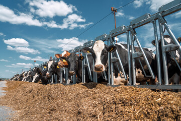 Cows for milking in farm. Dairy cows in modern bar in dairy farm cowshed. © DedMityay