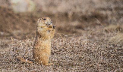 prairie dog in badlands grassland