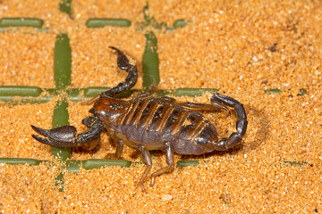 Mildly venomous Radiant Burrower scorpion