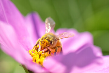 Honey bee on pink cosmos flower.
