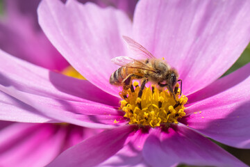 Honey bee on pink cosmos flower. © kojihirano
