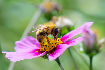 Bumblebee on cosmos flower