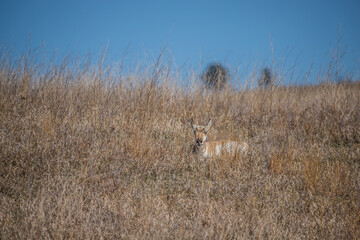 Pronghorn Antelope grazing in prairie 